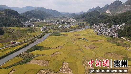 图为挽澜镇兴农村稻田景色。