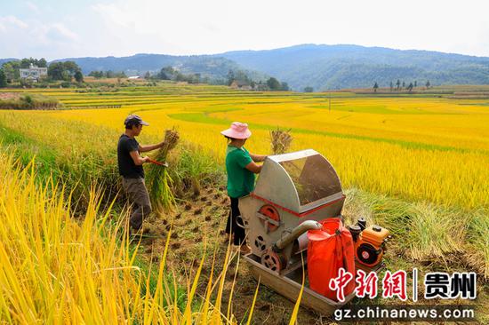 2021年9月9日，在贵州省黔西市锦星镇洪湖村，千亩梯田金光灿灿，早稻成熟，农民开镰收割。