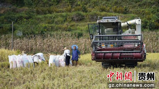 图为挽澜镇兴农村使用机械收割水稻。