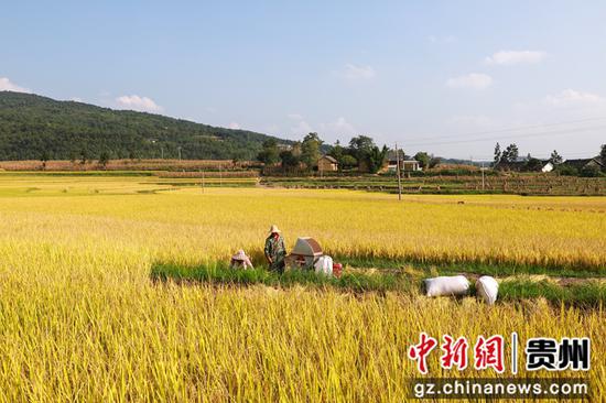 2021年9月14日，贵州省黔西市锦星镇洪湖村村民创抓晴好天气收割水稻