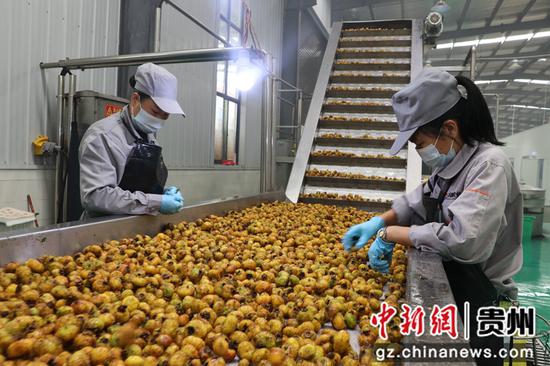 贵州欣扬农业科技发展有限公司刺梨加工现场 .