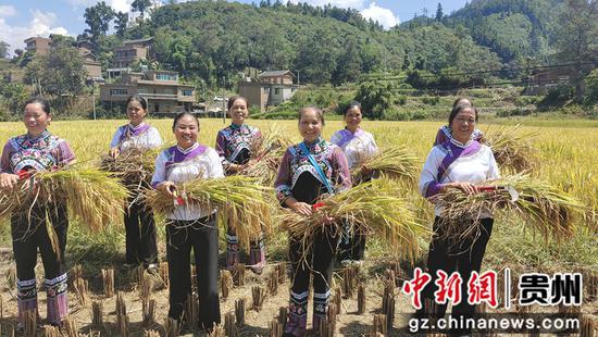 图为板用村在收割水稻。
