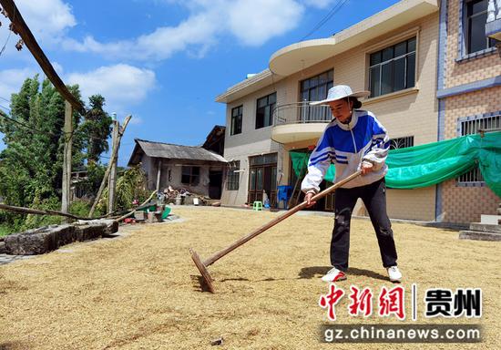 [秋收景里看丰年]贵州金沙：8.3万亩水稻迎丰收