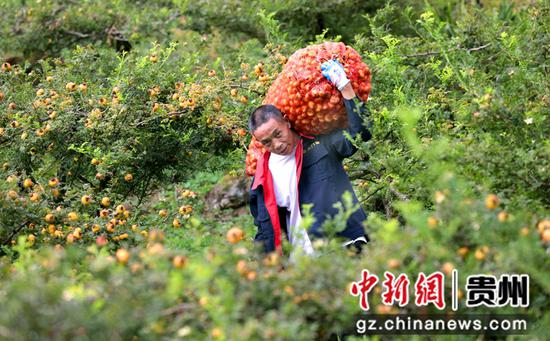 在龙里茶香村，每到采摘季节，吸引周边群众务工。李庆红摄