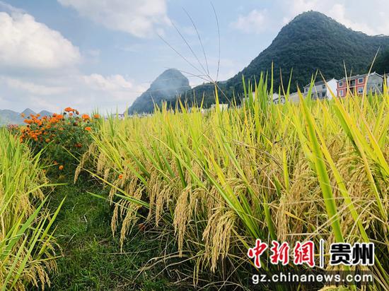 图为海庄村成熟的水稻。