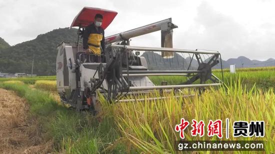图为在海庄村机械化收割水稻。