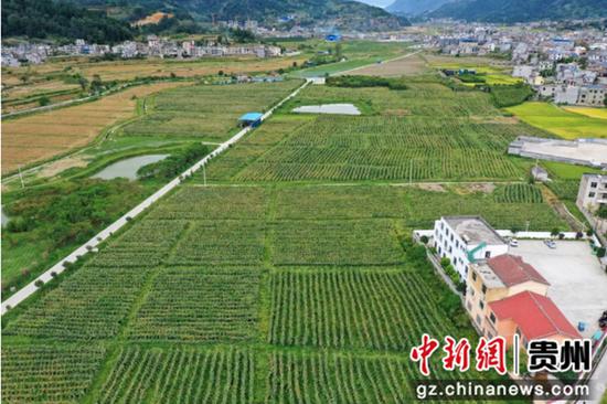 贵州金沙：冬瓜产业助农增收