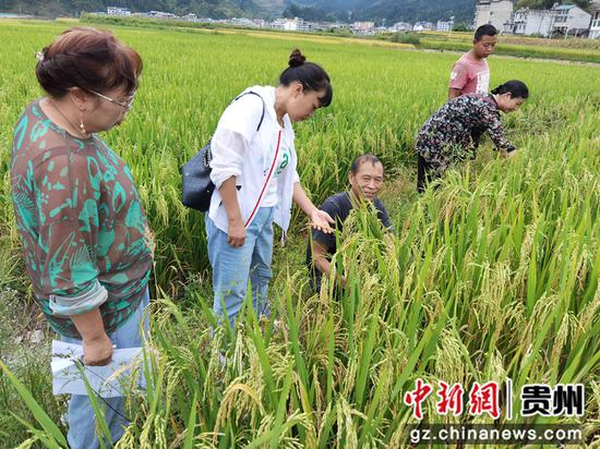 农机专家对水稻质量开展监测