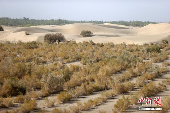 新疆维吾尔自治区喀什地区麦盖提县地处塔克拉玛干沙漠边缘，三面环沙，沙漠面积占全县总面积的90%以上，曾常年经受风沙的侵扰。2012年，麦盖提县在塔克拉玛干沙漠边缘启动实施了百万亩防风固沙生态建设工程，工程规划造林总面积100万亩，现已累计完成41万亩。“沙漠绿洲”矗立在麦盖提城区和塔克拉玛干沙漠之间，风沙向城区侵蚀的势头得到有效遏制，城区变得更加干净靓丽，风沙给民众生活造成的不利影响也已经大幅度减弱。图为9月27日拍摄的防风固沙林。 中新社记者 富田 摄 　