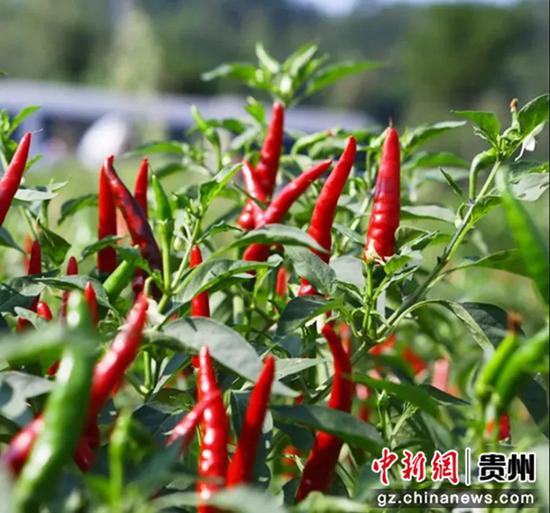 贵州金沙：辣椒种植成为群众增收“钱串子”