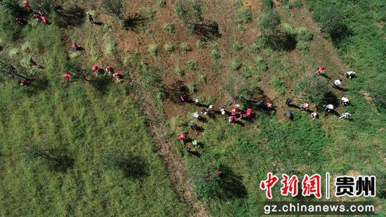 2021年9月29日，青年志愿者在贵州省黔西市绿化白族彝族乡大海子村为树苗除草（无人机照片）。