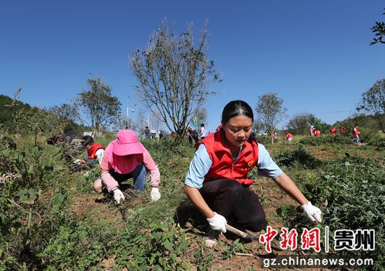 2021年9月29日，青年志愿者在贵州省黔西市绿化白族彝族乡大海子村为树苗除草。