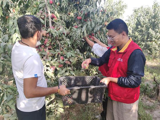 国家电网天山雪莲访惠聚驻村工作队在托万加依村帮助村民采摘桃子。