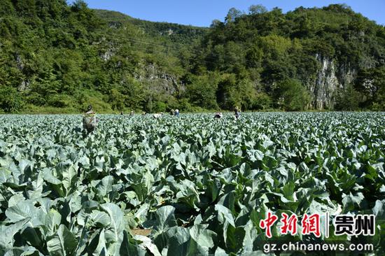 贵州织金：一地蔬菜  四季丰收