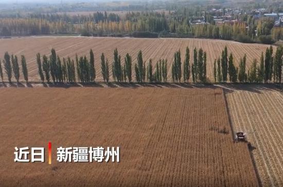 新疆博樂市免耕玉米播種面積超六萬畝