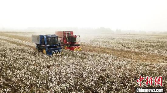 位于新疆西南部的巴楚县开始了逾70万亩棉花地的机采作业。　热孜万古　摄