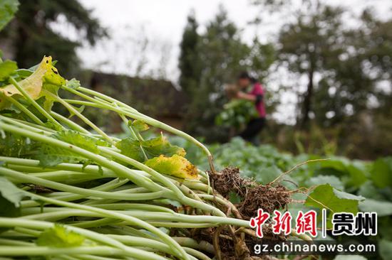 2021年10月13日，贵州省黔西市洪水镇解放村，村民起油菜苗。