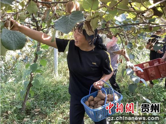 贵州金沙：猕猴桃采摘正当时