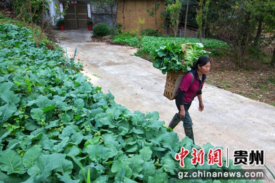 2021年10月13日，贵州省黔西市洪水镇解放村，村民背运油菜苗。