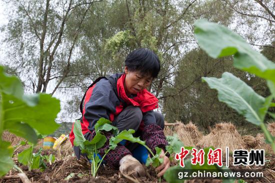2021年10月13日，贵州省黔西市洪水镇解放村，村民抢抓阴雨天气移栽油菜苗。