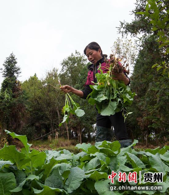 2021年10月13日，贵州省黔西市洪水镇解放村，村民起油菜苗。