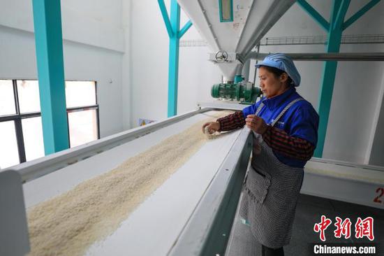 工人在查看成品米的质量。　瞿宏伦 摄