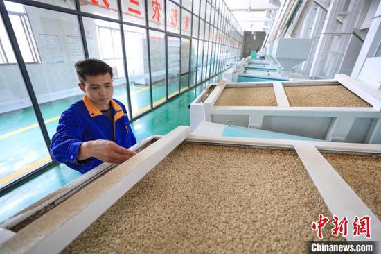 工人在查看糙米的加工质量。　瞿宏伦 摄