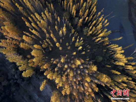 新疆博州：博爾塔拉河谷層林盡染