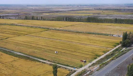 新疆烏蘇水稻迎來豐收
