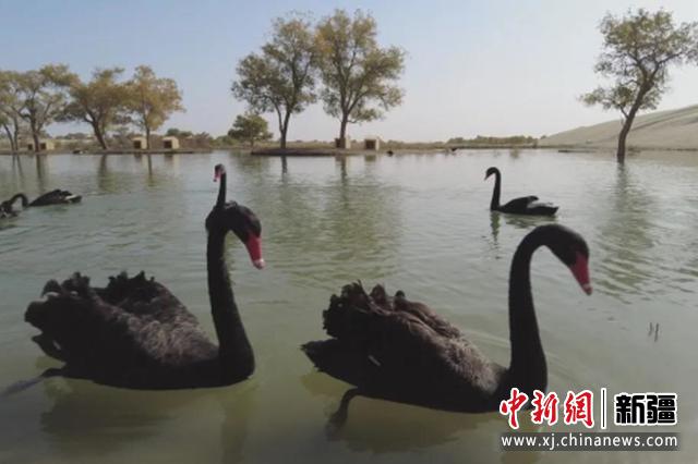 罗布人村寨景区，黑天鹅在湖泊畅游。汪志鹏 摄