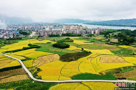 航拍广西柳州市融安县浮石镇双季稻种植示范田园美景。韦荣军 摄