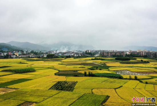 航拍广西柳州市融安县浮石镇双季稻种植示范田园美景。韦荣军 摄