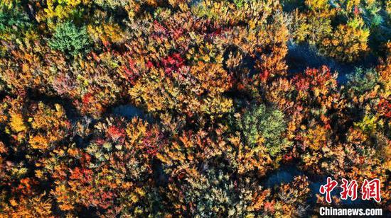 红河谷内各类树木随着气温的降低，叶子的颜色也逐渐发生着变化。　胡国凯 摄