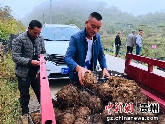 贵州金沙：“小产业”释放“大魔力”魔芋种植助农增收