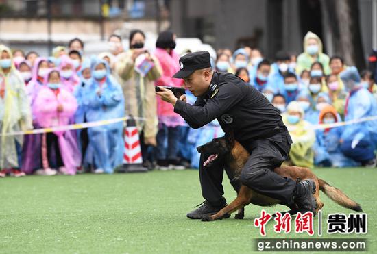 10月22日，在贵阳市南明区第二实验小学反恐应急演练现场，警犬“奇迹”正在给学生们进行基础科目表演。