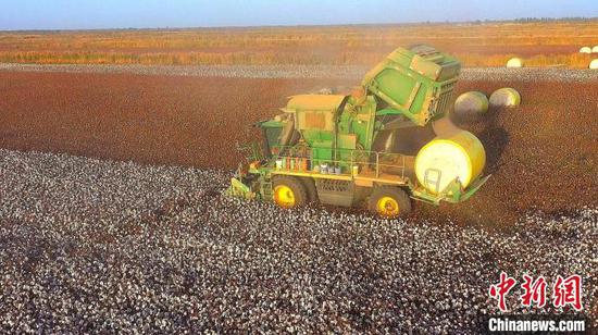 新疆轮台县95.35万亩棉花全面进入采收期。　侯宪伟 摄