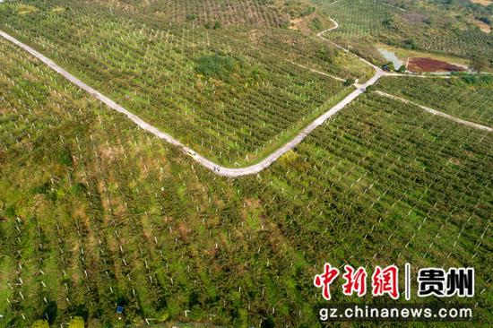 2020年10月24日拍摄的贵州省黔西市林泉镇海子社区生态农业园一角（无人机照片）。