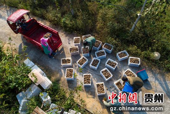2021年10月24日，贵州省黔西市林泉镇海子社区，村民装运猕猴桃（无人机照片）。