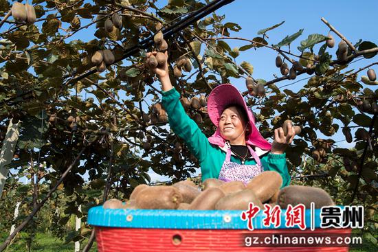 2021年10月24日，贵州省黔西市林泉镇海子社区，村民采摘猕猴桃。