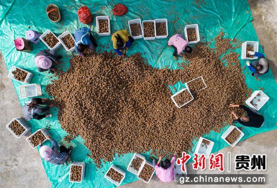 2021年10月24日，贵州省黔西市林泉镇海子社区，村民分拣猕猴桃（无人机照片）。