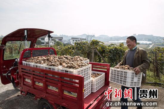 2021年10月24日，贵州省黔西市林泉镇海子社区，村民装运猕猴桃。