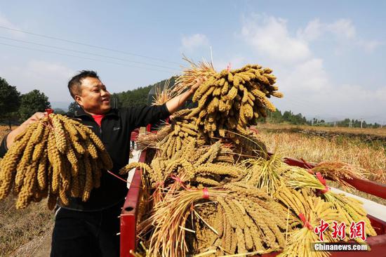 江口县凯德街道双岑村的村民把收割好的小米装车。 李鹤 摄