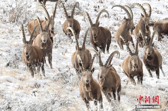 新疆博州：成群北山羊雪中覓食嬉戲