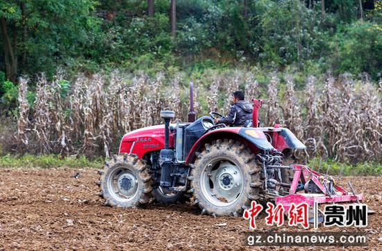 2021年10月27日，贵州省黔西市中坪镇关寨村，村民在羊肚菌种植基地翻耕土地。