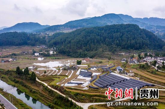 2021年10月27日拍摄的贵州省黔西市中坪镇建设社区羊肚菌种植基地。