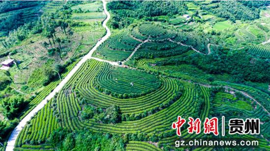 贵州金沙：五年深耕结硕果 农业增收又增效