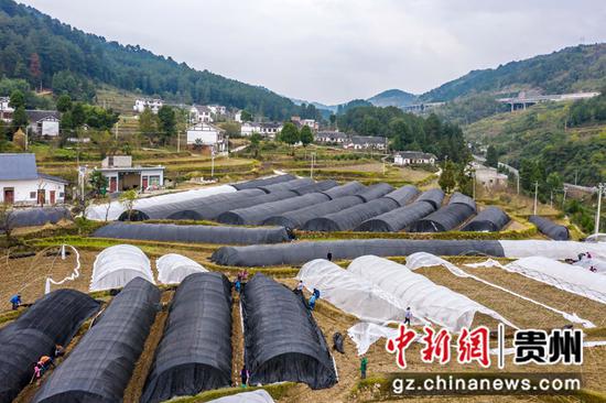 2021年10月27日，贵州省黔西市中坪镇建设社区，村民在羊肚菌种植基地搭建简易大棚。