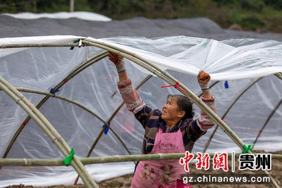 2021年10月27日，贵州省黔西市中坪镇建设社区，村民在羊肚菌种植基地为简易大棚搭盖塑料薄膜。