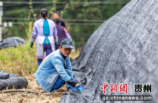 2021年10月27日，贵州省黔西市中坪镇建设社区，村民在羊肚菌种植基地为简易大棚搭盖遮阳网。