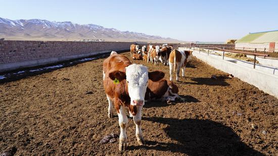 图为白杨河乡西泉村养殖小区，深秋暖阳下悠闲漫步的优良种牛。